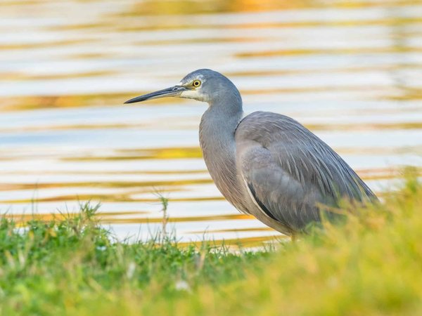 Quels sont les meilleurs endroits pour louer une maison de vacances en Australie avec des activités de surf et des visites de vignobles?