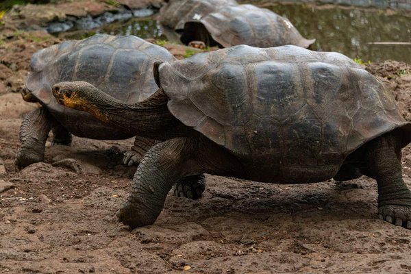 Quelles croisières offrent des excursions pour observer les tortues géantes des Seychelles?